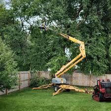 How Our Tree Care Process Works  in  Cloquet, MN