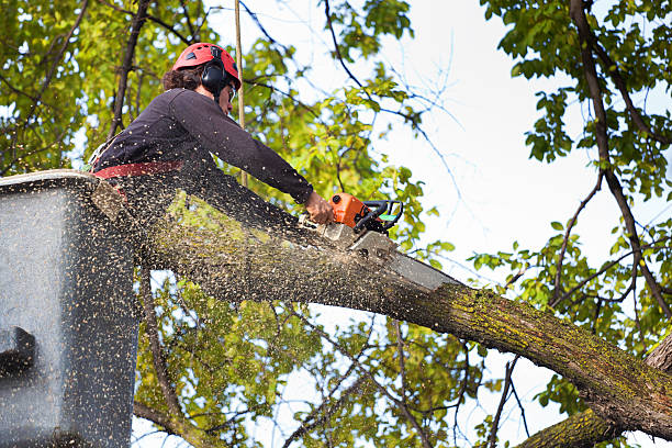 Trusted Cloquet, MN Tree Removal Experts